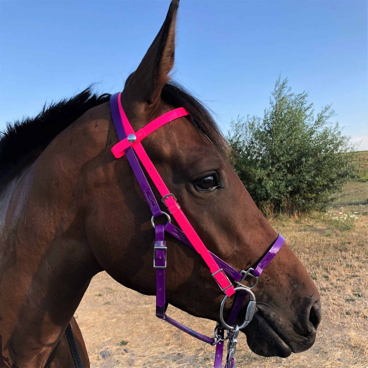 Marylot Clickbridle